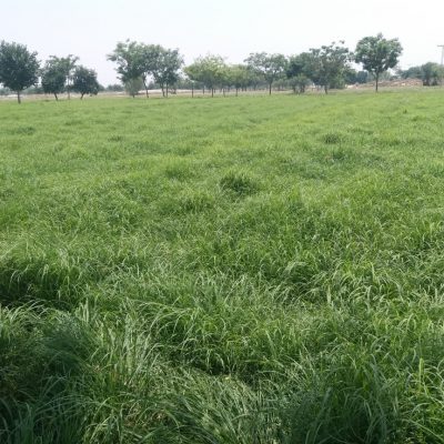 Rhode Grass For Animal Feed