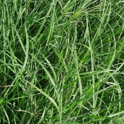 100% Pure Rhode Grass Feed